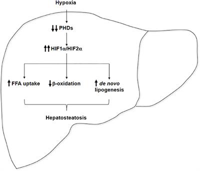 Hypoxia and Non-alcoholic Fatty Liver Disease